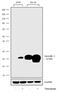 Lipocalin 2 antibody, 711280, Invitrogen Antibodies, Western Blot image 