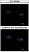 Homer Scaffold Protein 1 antibody, LS-B10761, Lifespan Biosciences, Immunocytochemistry image 