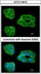 Proliferation-Associated 2G4 antibody, GTX114610, GeneTex, Immunofluorescence image 