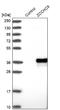 Zinc Finger CCHC-Type Containing 9 antibody, NBP1-84102, Novus Biologicals, Western Blot image 