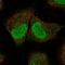 Spindlin Family Member 2A antibody, HPA069835, Atlas Antibodies, Immunofluorescence image 