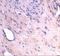 ADP Ribosylation Factor Like GTPase 6 Interacting Protein 1 antibody, A08487, Boster Biological Technology, Immunohistochemistry frozen image 