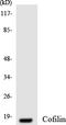 CFL1 antibody, LS-C291825, Lifespan Biosciences, Western Blot image 
