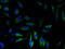 ATPase Sarcoplasmic/Endoplasmic Reticulum Ca2+ Transporting 2 antibody, A58206-100, Epigentek, Immunofluorescence image 