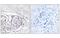 Progesterone Receptor antibody, MBS839184, MyBioSource, Immunohistochemistry frozen image 