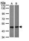 Bone Morphogenetic Protein 8a antibody, GTX108555, GeneTex, Western Blot image 