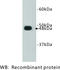 FAT Atypical Cadherin 4 antibody, MBS355193, MyBioSource, Western Blot image 