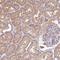 TRNA Splicing Endonuclease Subunit 54 antibody, NBP2-30377, Novus Biologicals, Immunohistochemistry frozen image 