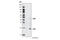 Caspase 8 antibody, 9429S, Cell Signaling Technology, Western Blot image 