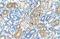 MAF BZIP Transcription Factor B antibody, A02446, Boster Biological Technology, Immunohistochemistry paraffin image 