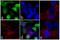 V5 epitope tag antibody, R960-25, Invitrogen Antibodies, Immunofluorescence image 