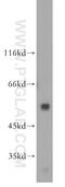 TEA Domain Transcription Factor 1 antibody, 13283-1-AP, Proteintech Group, Western Blot image 