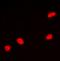 Myocyte Enhancer Factor 2A antibody, orb393104, Biorbyt, Immunofluorescence image 