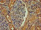 Angiopoietin 2 antibody, CSB-PA05749A0Rb, Cusabio, Immunohistochemistry frozen image 