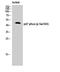 Neutrophil Cytosolic Factor 1 antibody, A01586S345, Boster Biological Technology, Western Blot image 