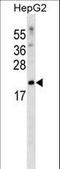 Serine And Arginine Rich Splicing Factor 3 antibody, LS-C169028, Lifespan Biosciences, Western Blot image 