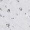 Transmembrane Protein 87A antibody, PA5-53750, Invitrogen Antibodies, Immunohistochemistry frozen image 