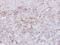 5'-Nucleotidase Ecto antibody, GTX101140, GeneTex, Immunohistochemistry paraffin image 