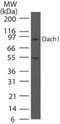Dachshund Family Transcription Factor 1 antibody, NBP2-27192, Novus Biologicals, Western Blot image 