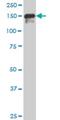 SPT5 Homolog, DSIF Elongation Factor Subunit antibody, H00006829-M01, Novus Biologicals, Western Blot image 