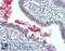 Granulin Precursor antibody, LS-B3158, Lifespan Biosciences, Immunohistochemistry frozen image 
