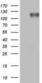 Myocardin Related Transcription Factor A antibody, LS-C790518, Lifespan Biosciences, Western Blot image 