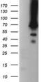 TRNA Methyltransferase 2 Homolog A antibody, NBP2-46015, Novus Biologicals, Western Blot image 