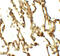 Autophagy Related 4C Cysteine Peptidase antibody, 7907, ProSci, Immunohistochemistry frozen image 
