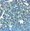 Leucine Rich Repeat Containing 8 VRAC Subunit A antibody, A03517, Boster Biological Technology, Immunohistochemistry paraffin image 