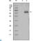 Dickkopf WNT Signaling Pathway Inhibitor 1 antibody, LS-C812441, Lifespan Biosciences, Western Blot image 