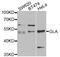 Galactosidase Alpha antibody, A01135-1, Boster Biological Technology, Western Blot image 