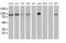 Transforming Acidic Coiled-Coil Containing Protein 3 antibody, MA5-25123, Invitrogen Antibodies, Western Blot image 