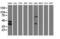 Haptoglobin antibody, LS-C115604, Lifespan Biosciences, Western Blot image 