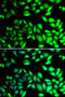 Protein Disulfide Isomerase Family A Member 6 antibody, 22-663, ProSci, Immunofluorescence image 