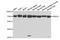 Annexin A6 antibody, A5390, ABclonal Technology, Western Blot image 