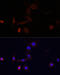 WD repeat-containing protein 81 antibody, 14-624, ProSci, Immunofluorescence image 