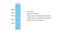 ORMDL Sphingolipid Biosynthesis Regulator 3 antibody, NBP1-98511, Novus Biologicals, Western Blot image 