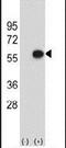 ERGIC And Golgi 3 antibody, PA5-26226, Invitrogen Antibodies, Western Blot image 