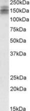 DS Cell Adhesion Molecule antibody, MBS420303, MyBioSource, Western Blot image 