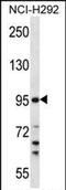 Transmembrane Serine Protease 7 antibody, PA5-71854, Invitrogen Antibodies, Western Blot image 