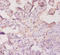 Alpha-1-Microglobulin/Bikunin Precursor antibody, orb238569, Biorbyt, Immunohistochemistry paraffin image 