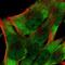 Eukaryotic Translation Initiation Factor 3 Subunit D antibody, NBP2-39069, Novus Biologicals, Immunofluorescence image 