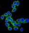 CD46 Molecule antibody, LS-C168544, Lifespan Biosciences, Immunofluorescence image 