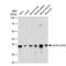 ELAV Like RNA Binding Protein 1 antibody, GTX00944, GeneTex, Western Blot image 