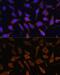 Serpin Family B Member 9 antibody, GTX54693, GeneTex, Immunofluorescence image 