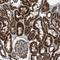 Translational Activator Of Cytochrome C Oxidase I antibody, NBP1-88162, Novus Biologicals, Immunohistochemistry frozen image 