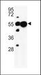 Ubiquitin-associated protein 1 antibody, PA5-49644, Invitrogen Antibodies, Western Blot image 