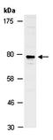 Zinc Finger Protein 185 With LIM Domain antibody, orb67251, Biorbyt, Western Blot image 