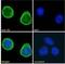 IL2 Inducible T Cell Kinase antibody, NB100-807, Novus Biologicals, Immunofluorescence image 