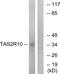 Taste 2 Receptor Member 10 antibody, PA5-39708, Invitrogen Antibodies, Western Blot image 